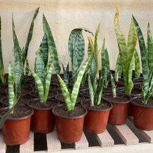 Snake Plant Sansevieria Zeylanica 7”- 17in Tall